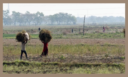Bihar: राजस्व महा–अभियान समाप्त, आज तक आए 44 लाख 42 हजार आवेदन