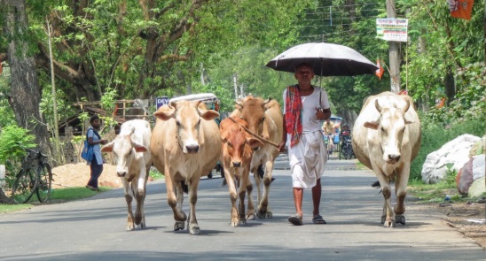 Bihar: पशु एवं मत्स्य संसाधन विभाग ने कहा, इस माह इन बातों का ख्याल रखें पशुपालक