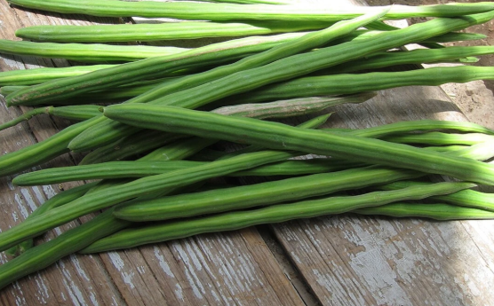 मोरिंगा को डाइट में शामिल करने से हड्डियों को मिलेगी मजबूती, बुढ़ापे में भी रहेंगे फिट और हेल्दी