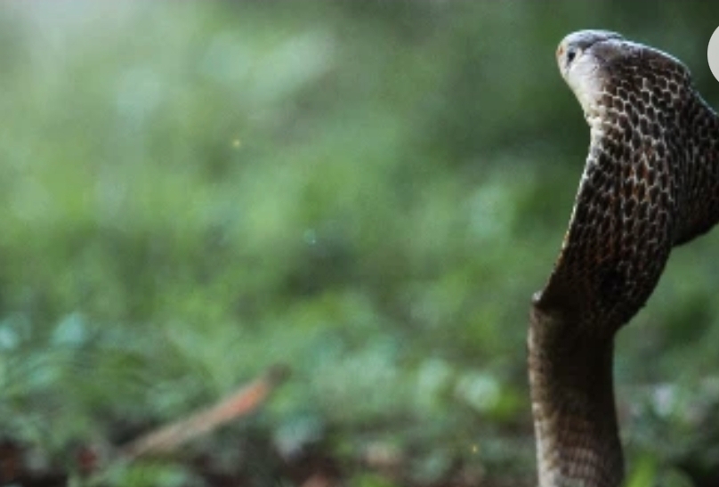 पत्नी को ‘नागिन’ बताने वाला पति खुद फंसा, पुलिस करेगी झूठी शिकायत पर कार्रवाई